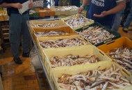 Cinquecento chili di prodotti ittici sono stati sequestrati per la tutela del mare